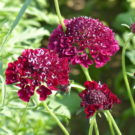 Praktvädd ´Qis Deep Red´