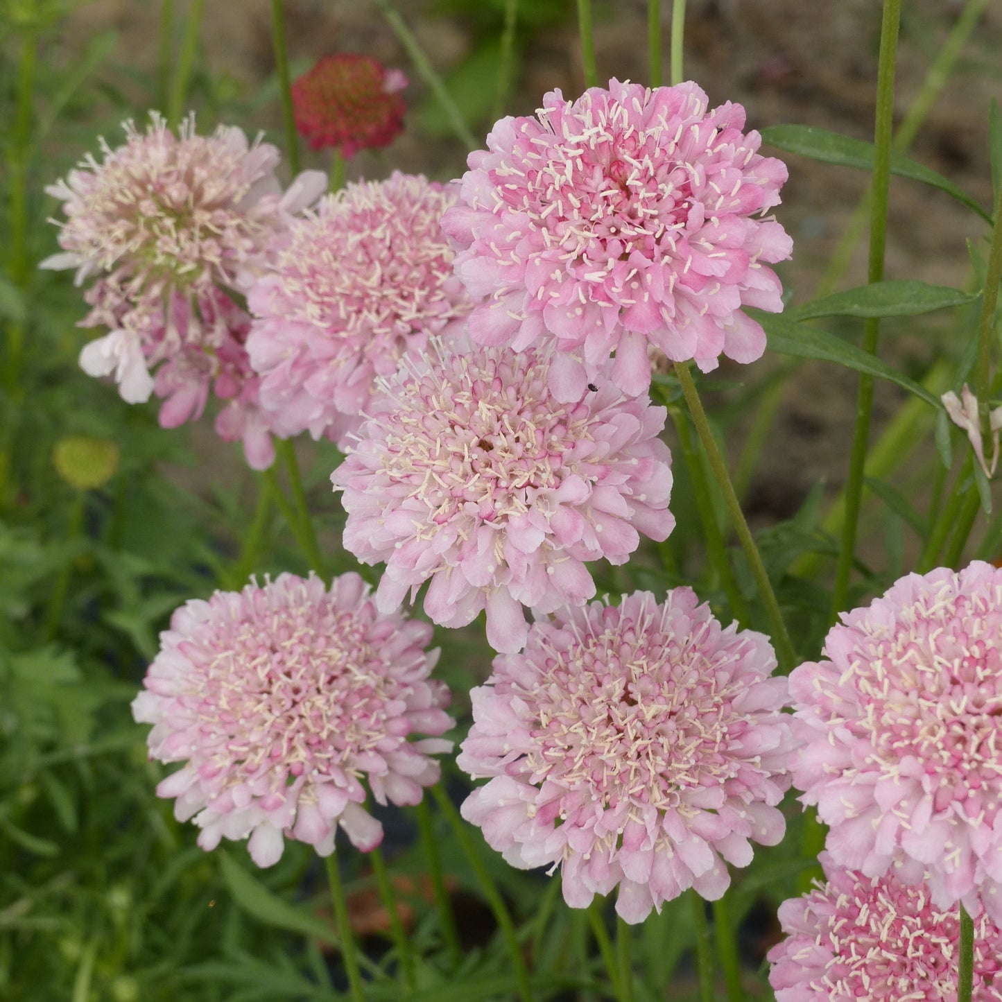 Praktvädd ´Qis Salmon Pink´