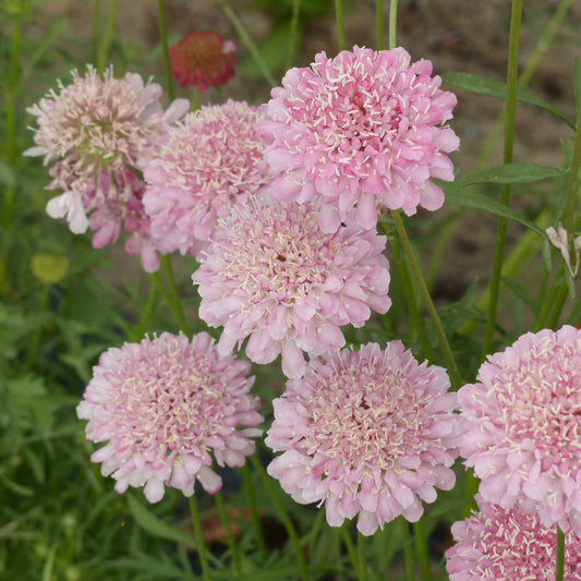 Praktvädd ´Qis Salmon Pink´