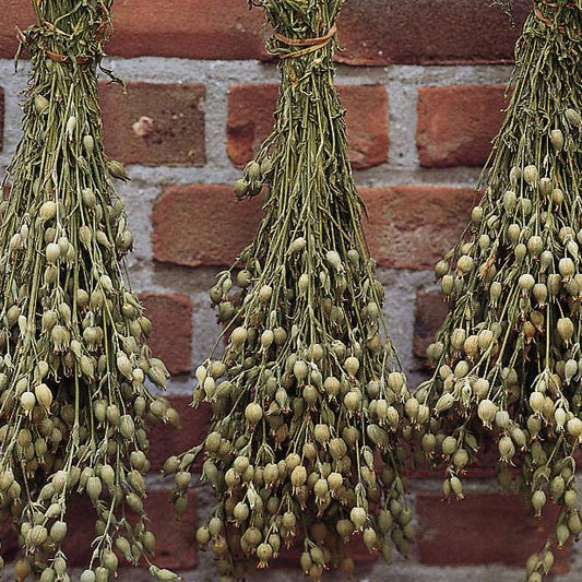 Sandglim ´Balletje Balletje´