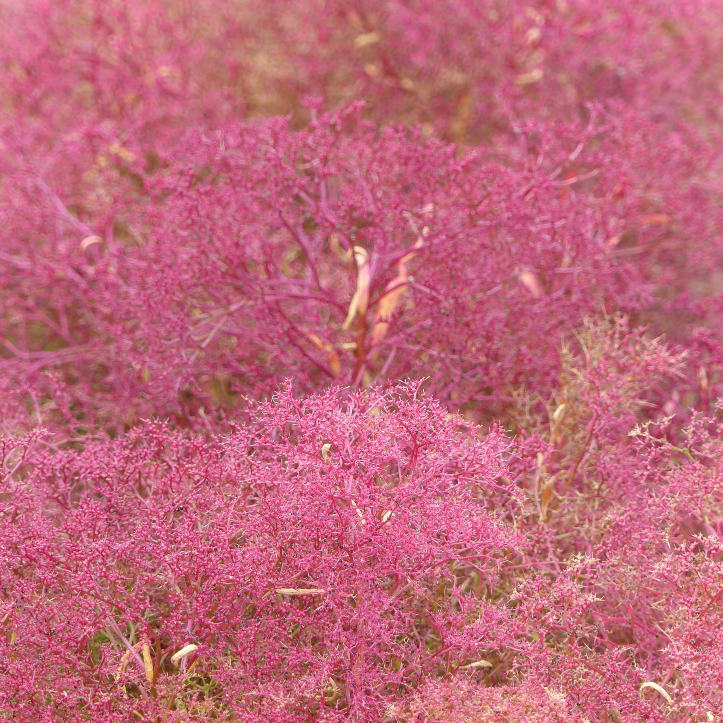 Renlavsmålla ´Sea Foam´