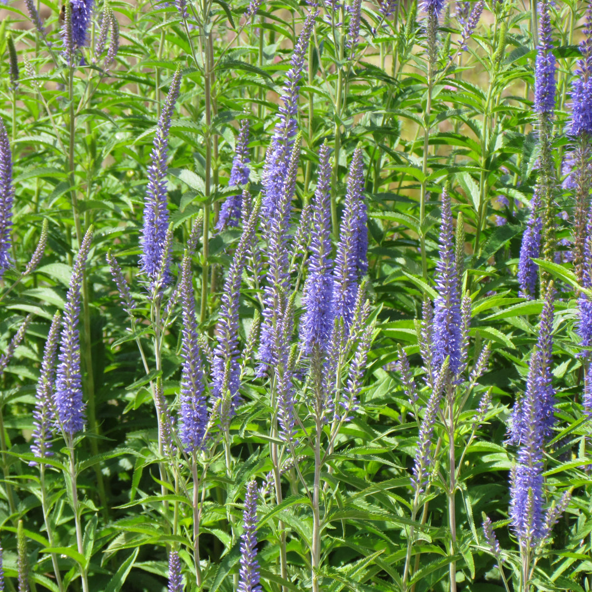 Axveronika Blue K p Fr Till Axveronika Hos Soil Seeds axveronika-blue-k-p-fr-till-axveronika-hos-soil-seeds