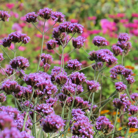 Jätteverbena ´Buenos Aires´