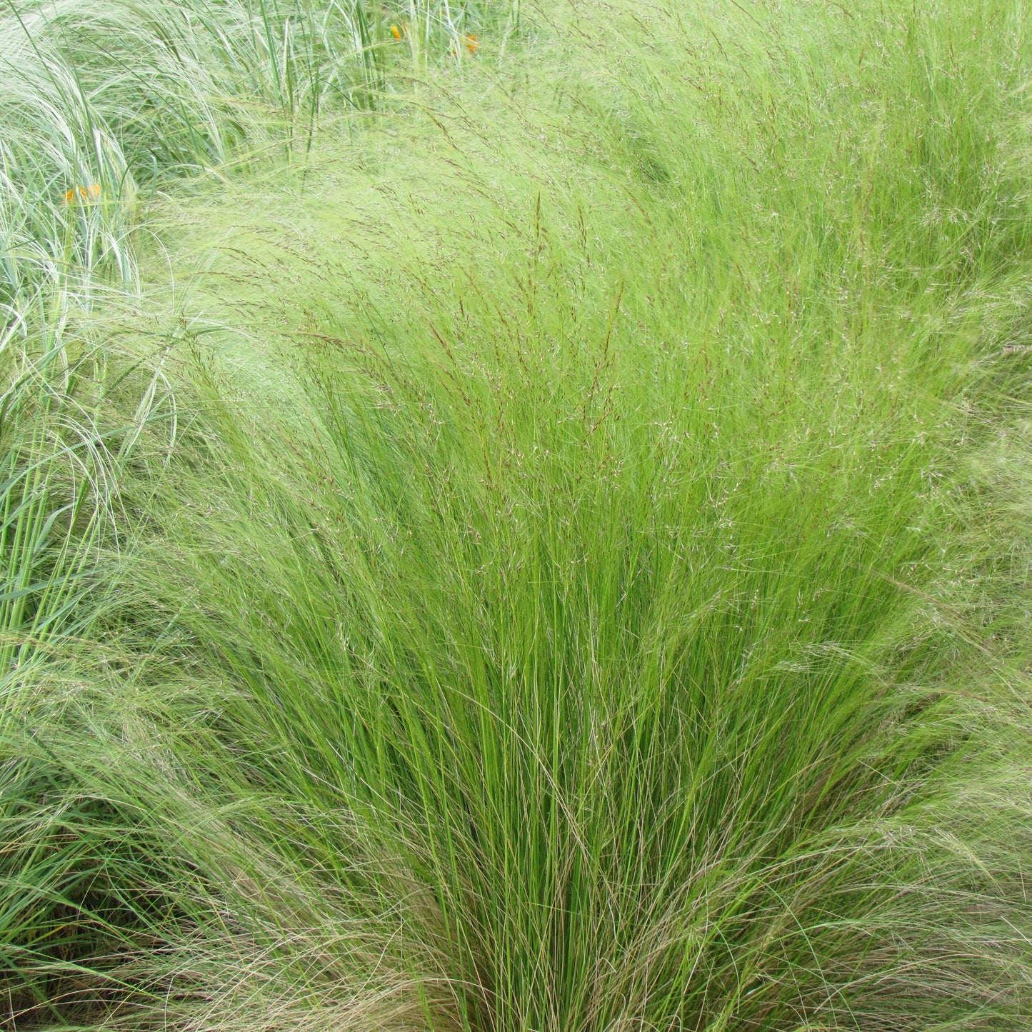 Svansfjädergräs ´Pony Tails´