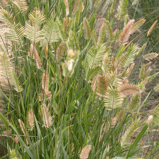 Kamsvingel ´Vulcan´