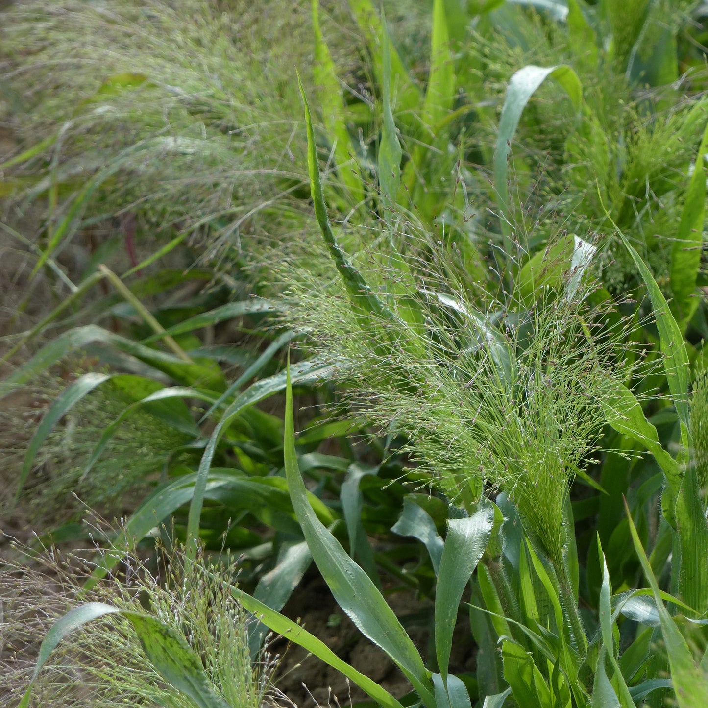 Buketthirs ´Sprinkles´