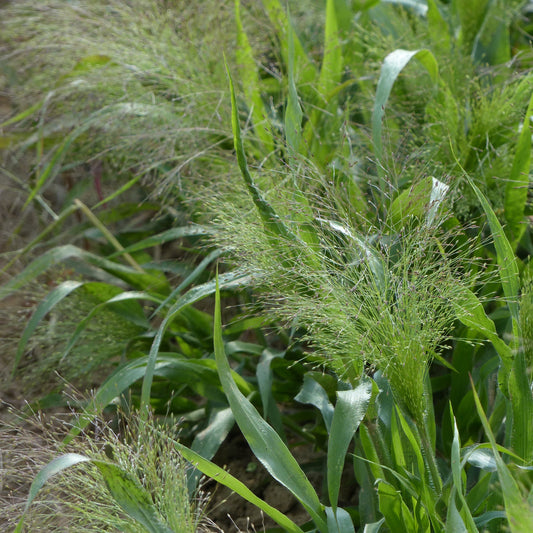 Buketthirs ´Sprinkles´