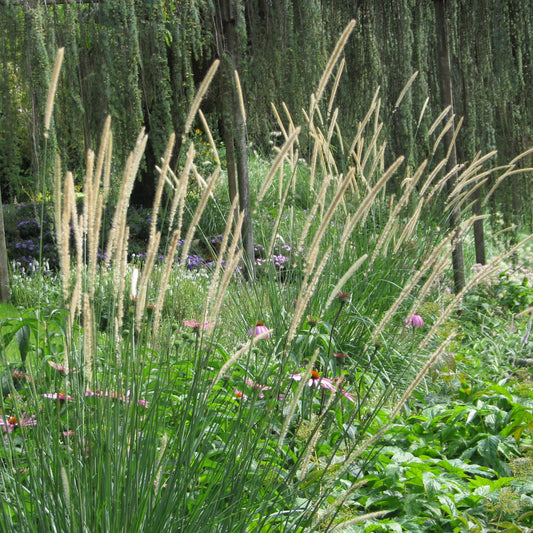 Svansborstgräs ´Tail Feathers´