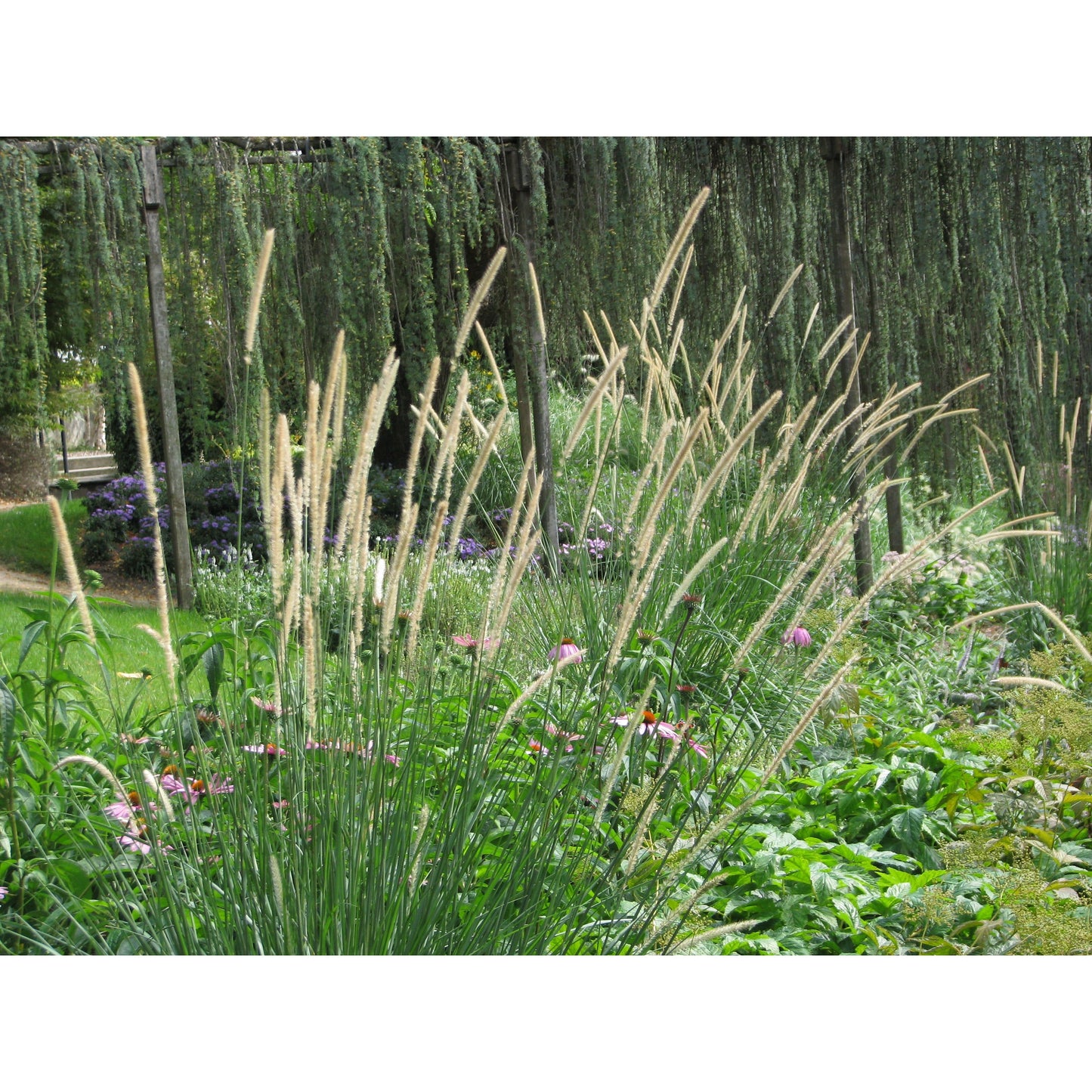 Svansborstgräs ´Tail Feathers´