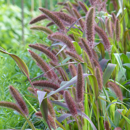 Kolvhirs ´Red Jewel´