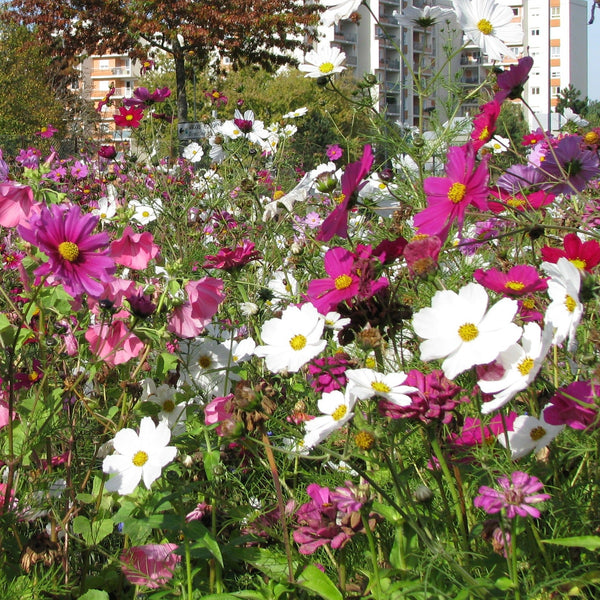 Blomsterblandning Rosenskära