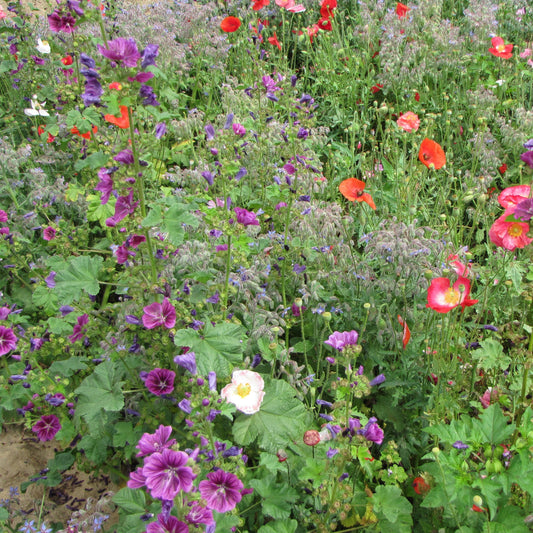 Blomsterblandning för skuggiga lägen