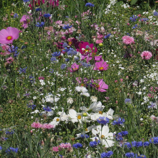 Blomsterblandning Pastelltoner