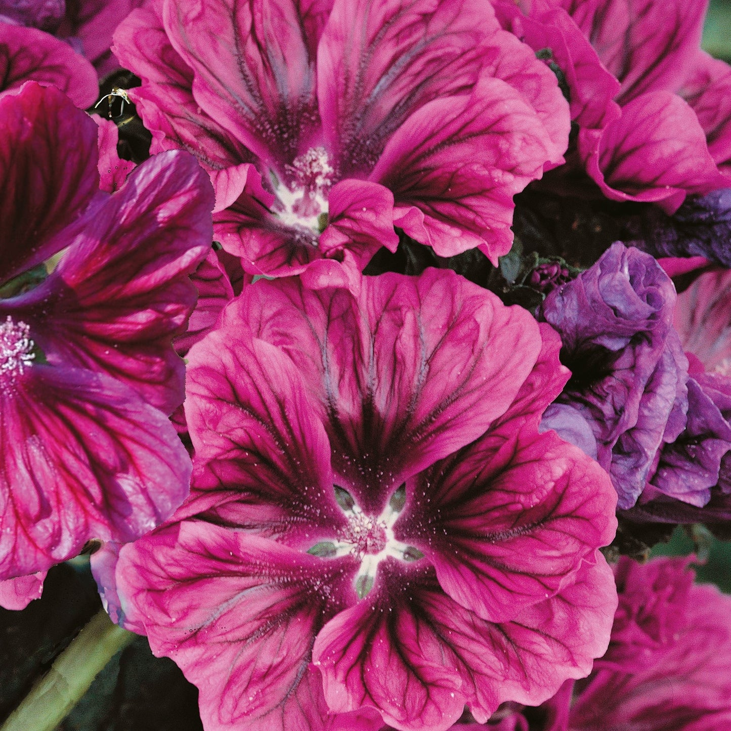 Mauritansk rödmalva ´Bibor Felho´