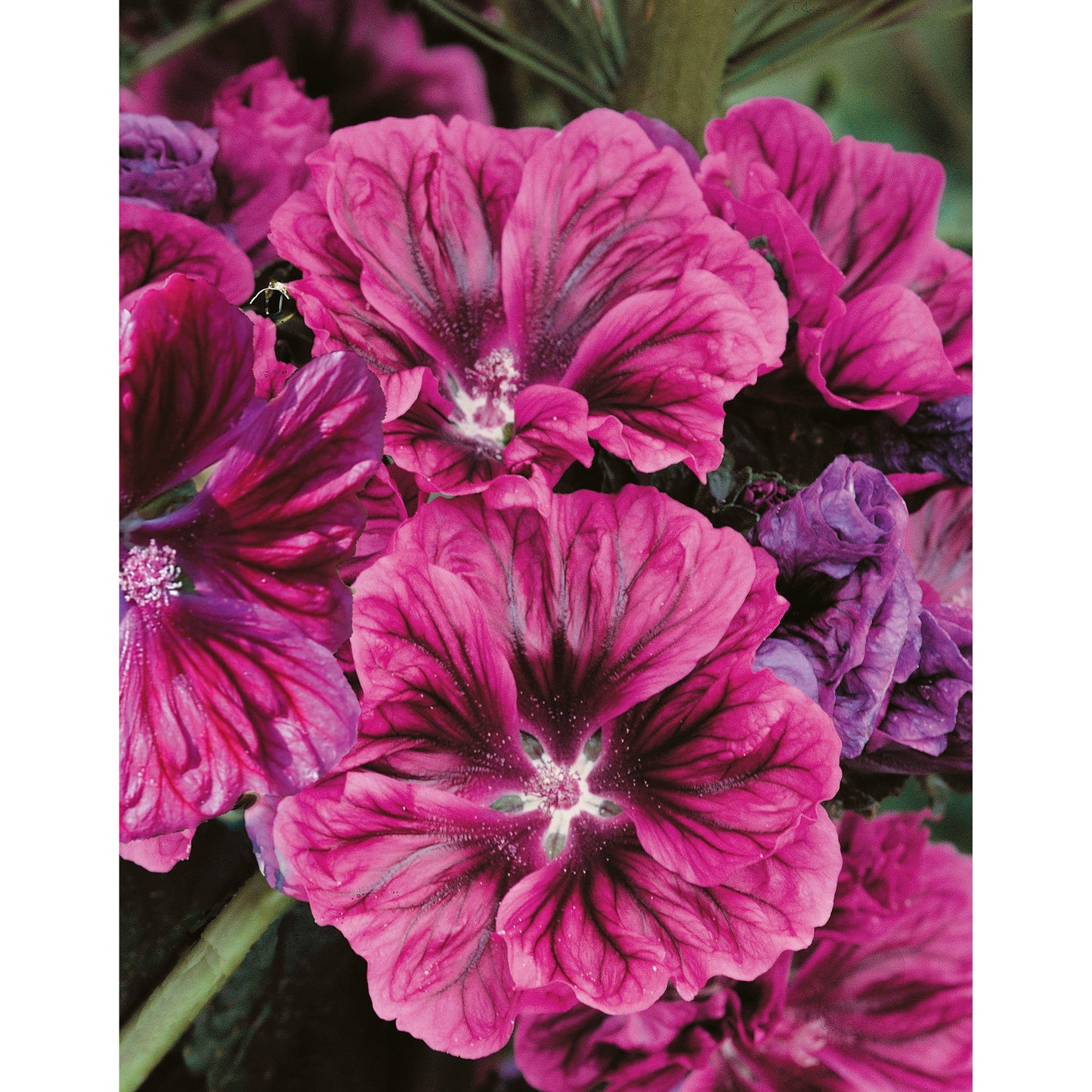 Mauritansk rödmalva ´Bibor Felho´