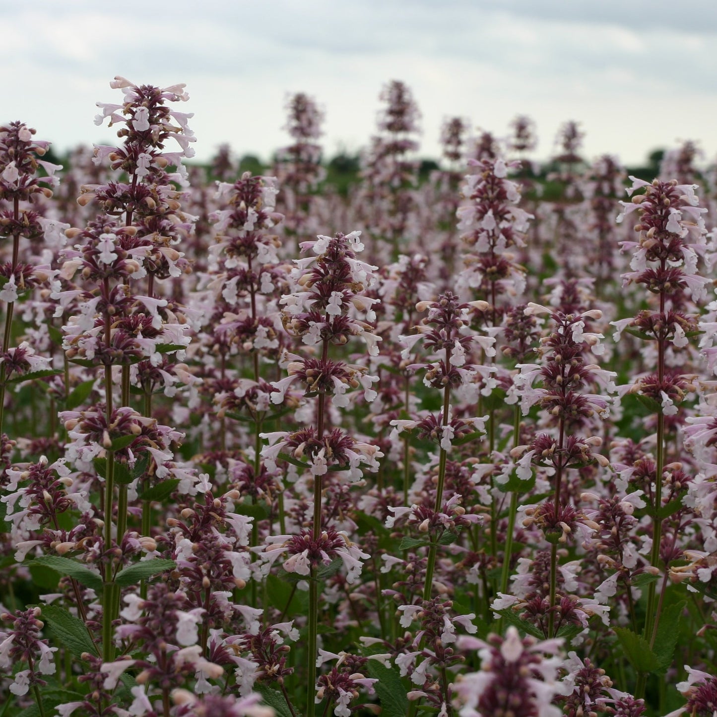 Nepeta hybrida ´Pink Candy´