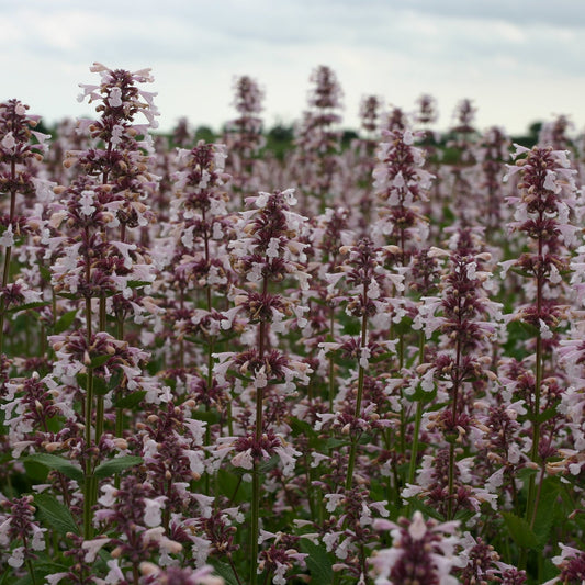 Nepeta hybrida ´Pink Candy´