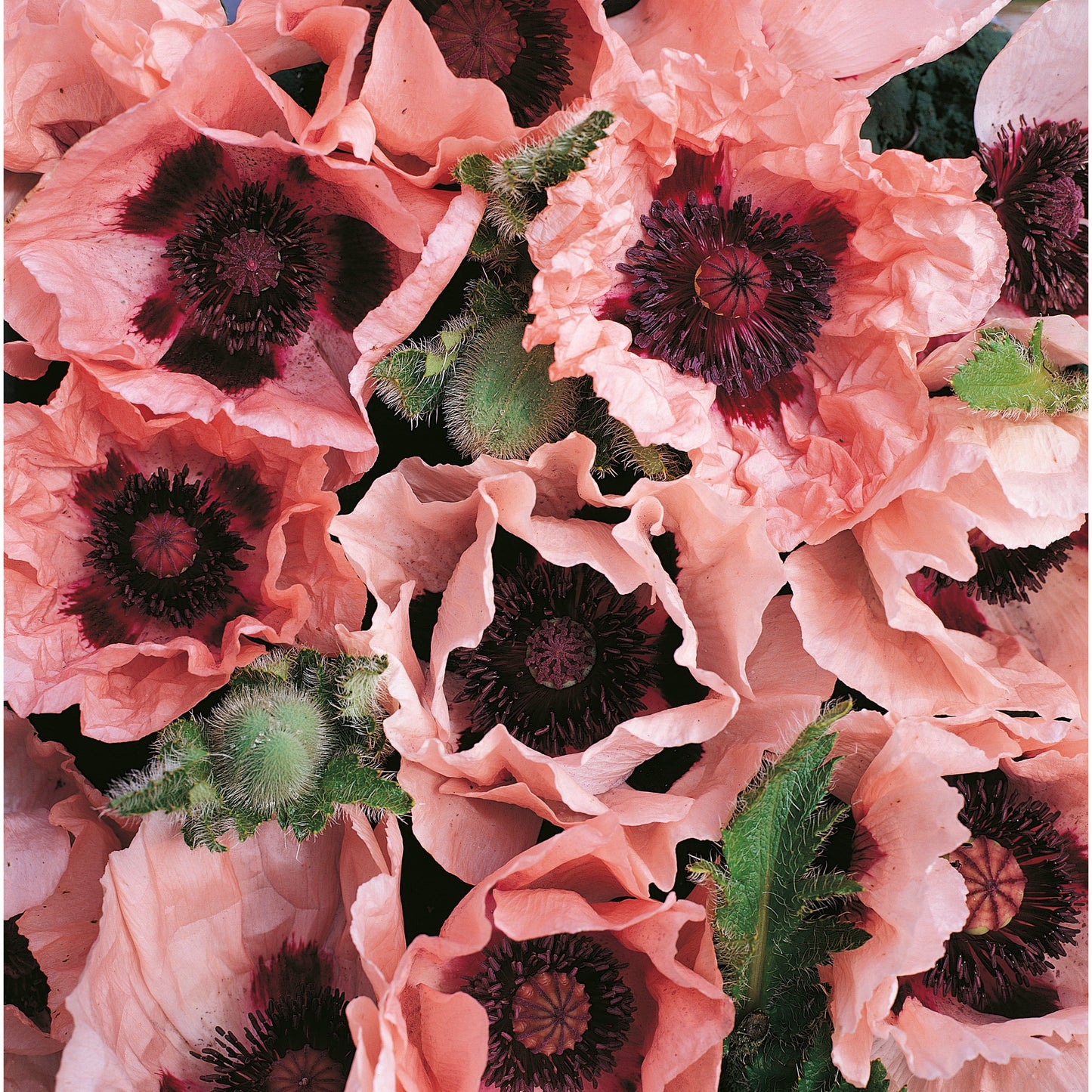 Jättevallmo ´Coral Reef´