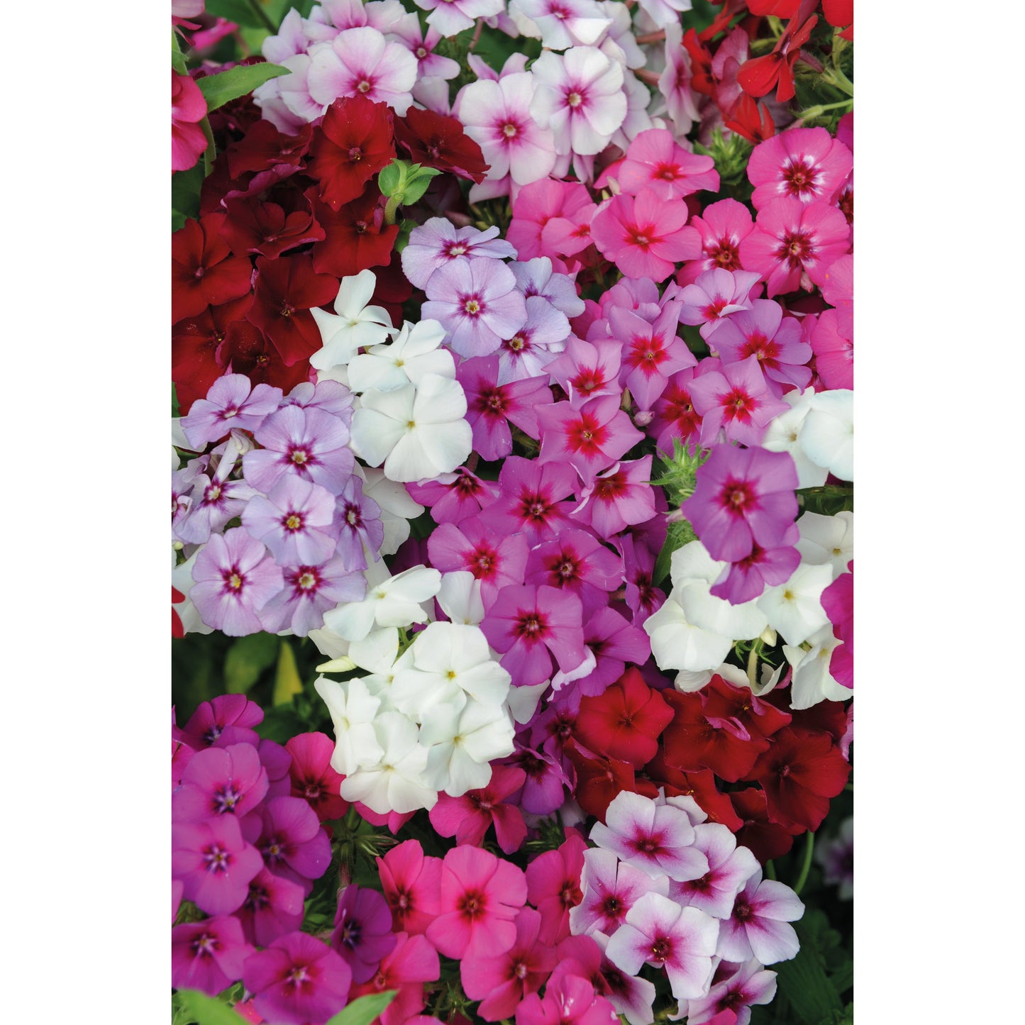 Sommarflox ´Dwarf Beauty Mix´