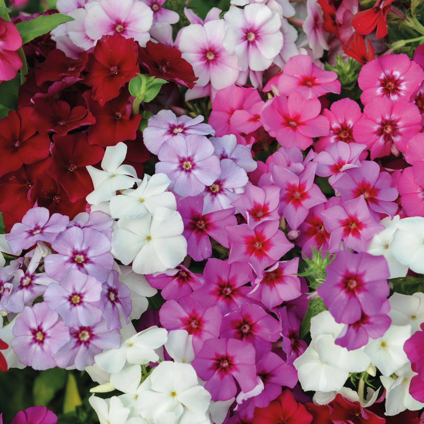 Sommarflox ´Dwarf Beauty Mix´