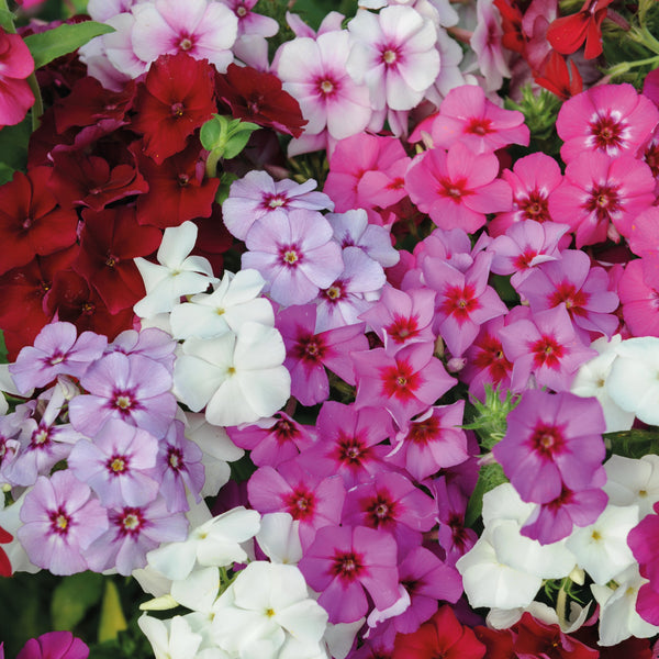 Sommarflox ´Dwarf Beauty Mix´