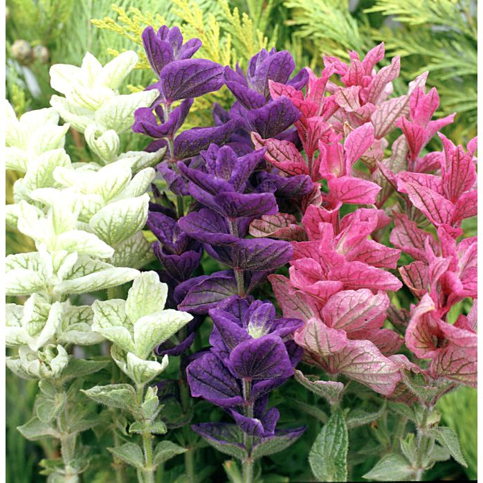 Broksalvia ´Claryssa Mix´