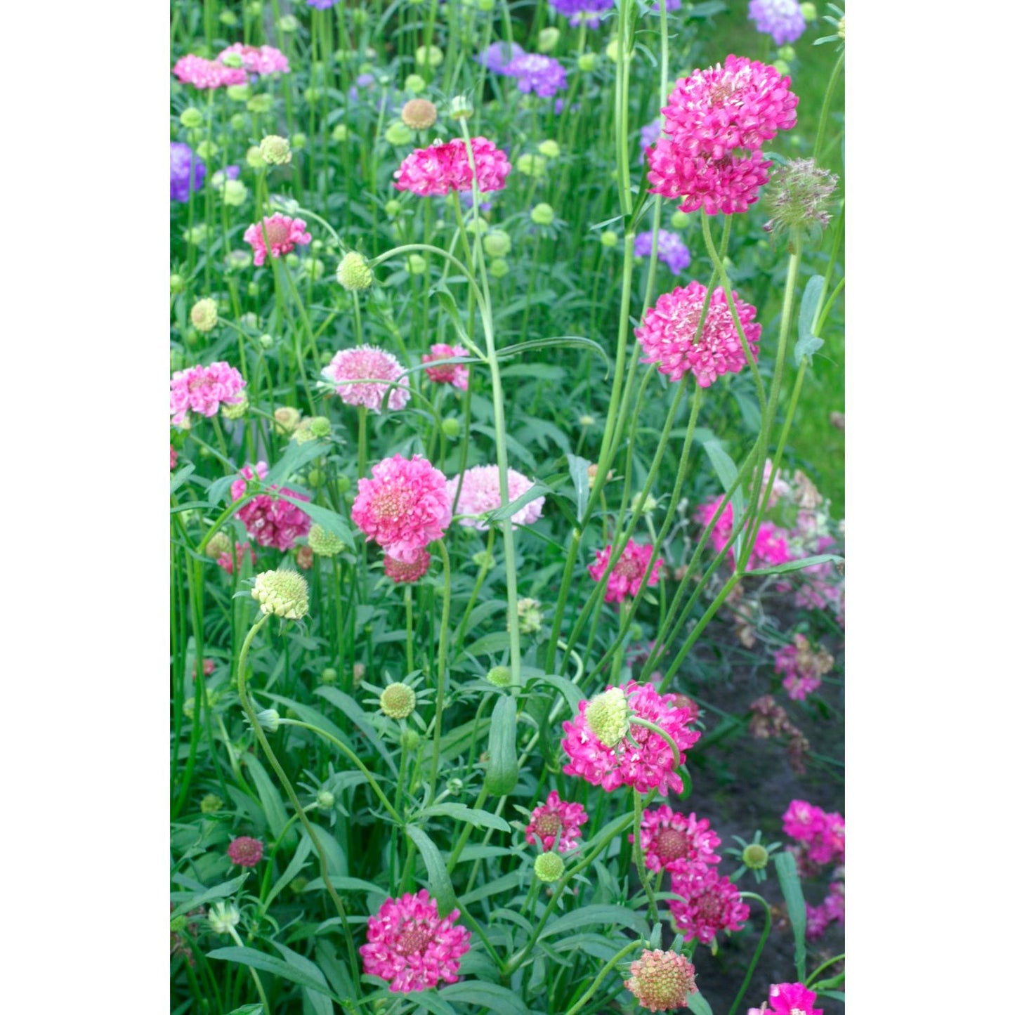 Praktvädd ´Qis Salmon Pink´