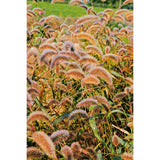 Prydnadshirs ´Caramel´