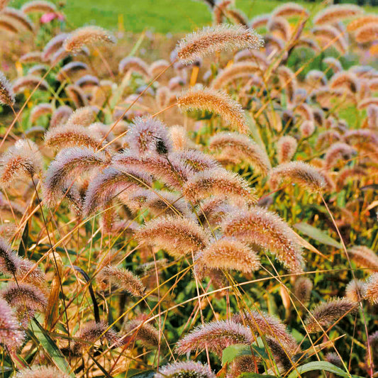 Prydnadshirs ´Caramel´