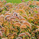 Prydnadshirs ´Caramel´