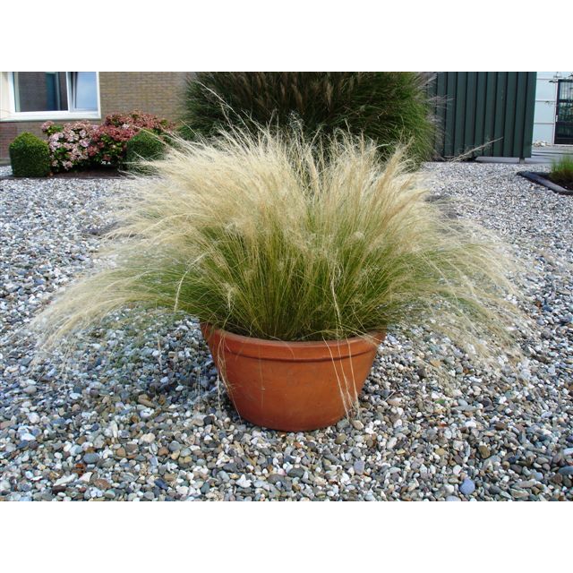 Svansfjädergräs ´Pony Tails´