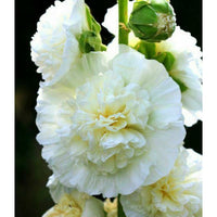 Stockros ´Chater´s White´