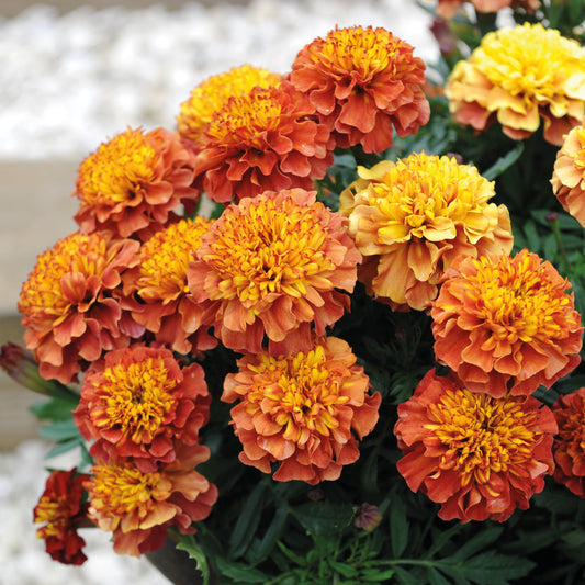 Sammetstagetes ´Strawberry Blonde´