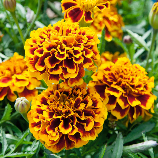 Sammetstagetes ´Colossus´