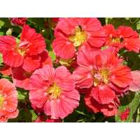 Buskkrasse ´Whirlybird Cherry Rose´