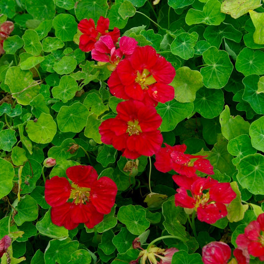 Buskkrasse ´Whirlybird Cherry Rose´