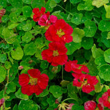 Buskkrasse ´Whirlybird Cherry Rose´