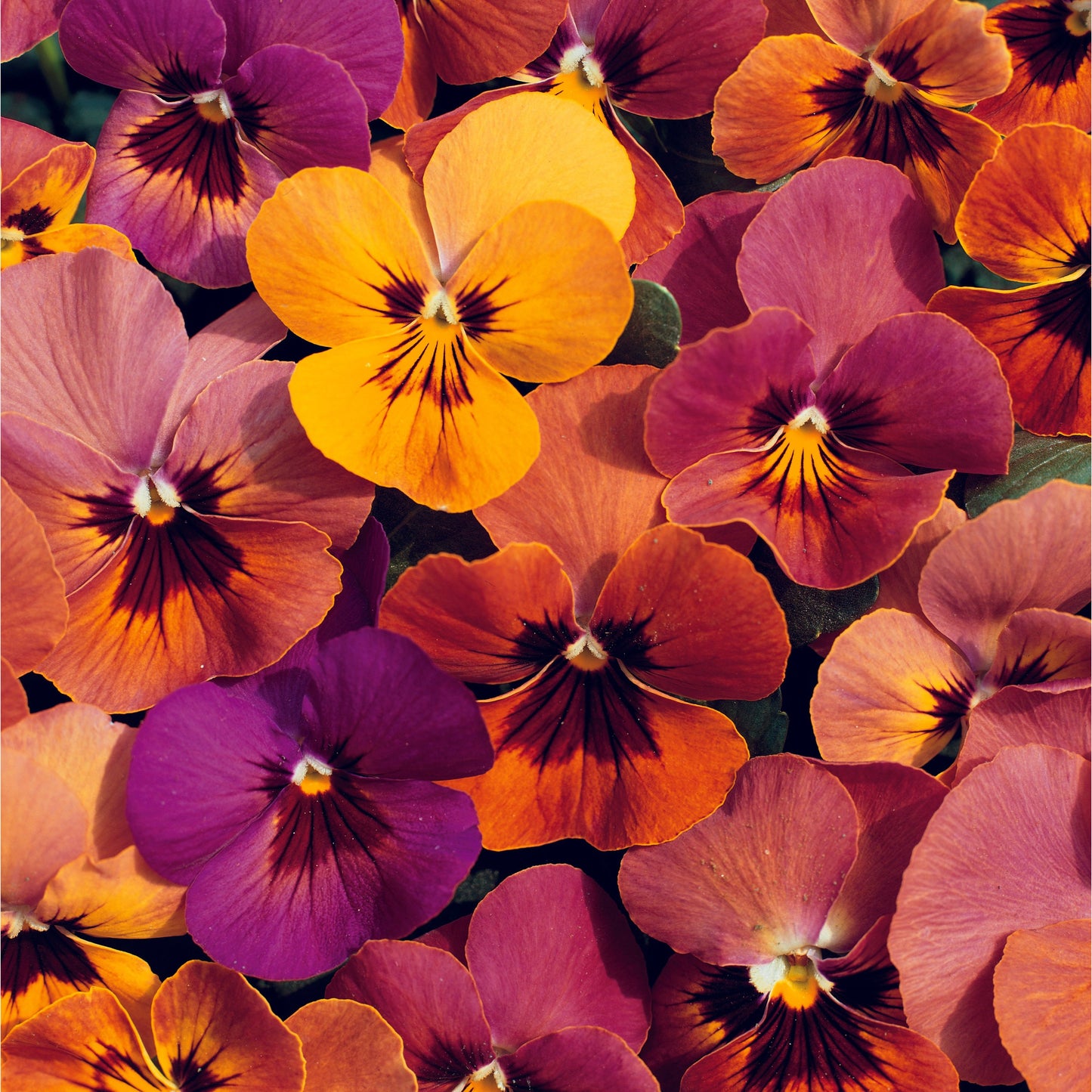 Pensé ´Amber Jewel Mix´