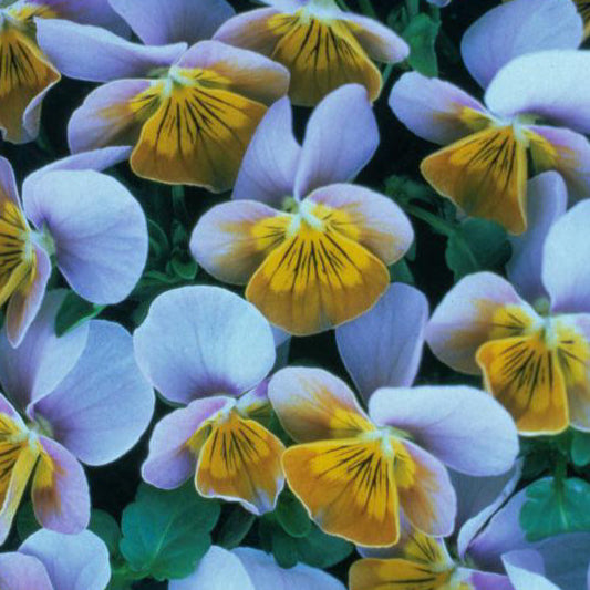 Viol ´Miniola Heart Ice Blue´