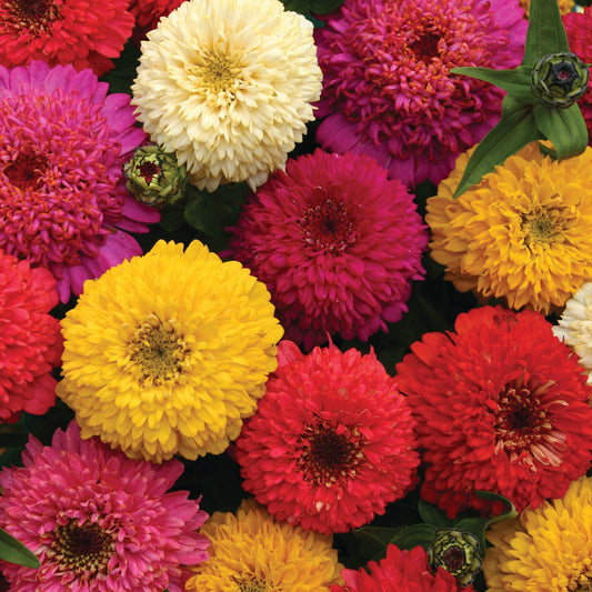 Zinnia ´Candy Mix´