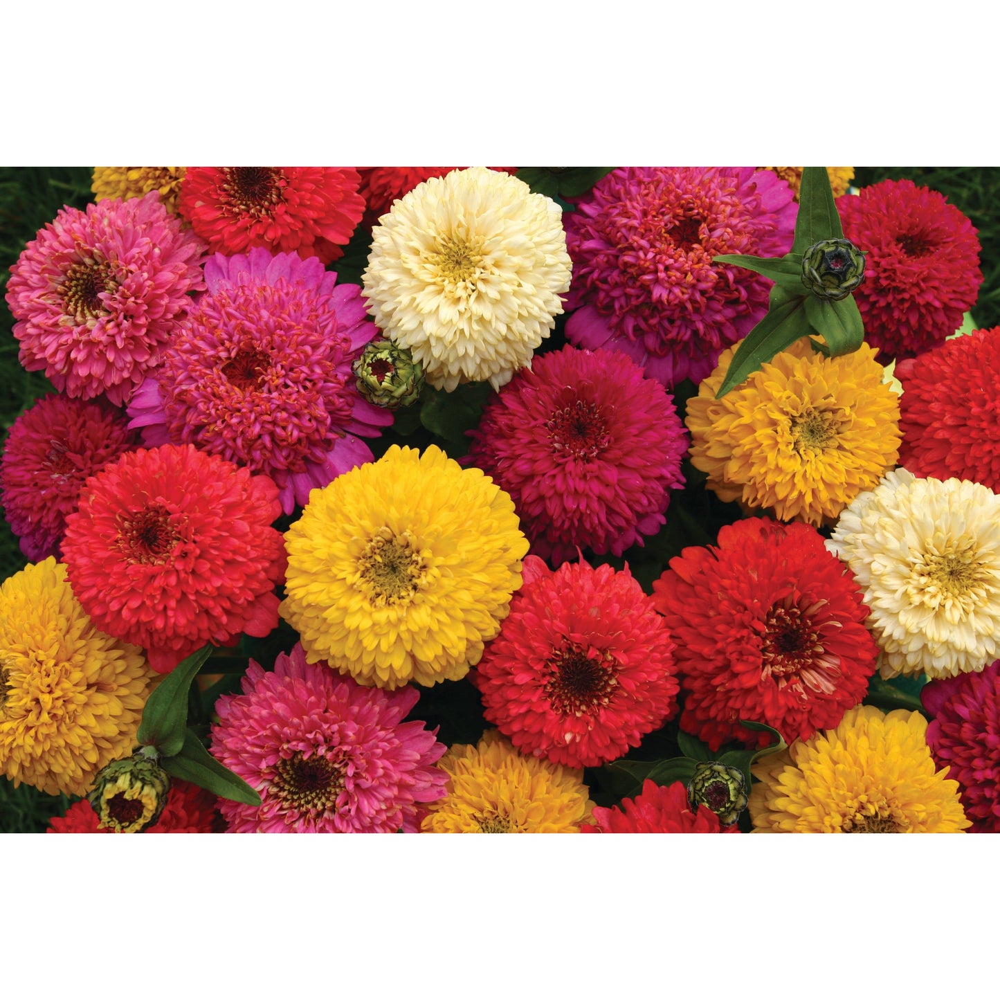 Zinnia ´Candy Mix´