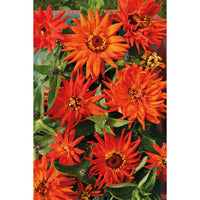 Zinnia ´Inca´