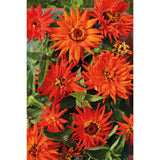 Zinnia ´Inca´