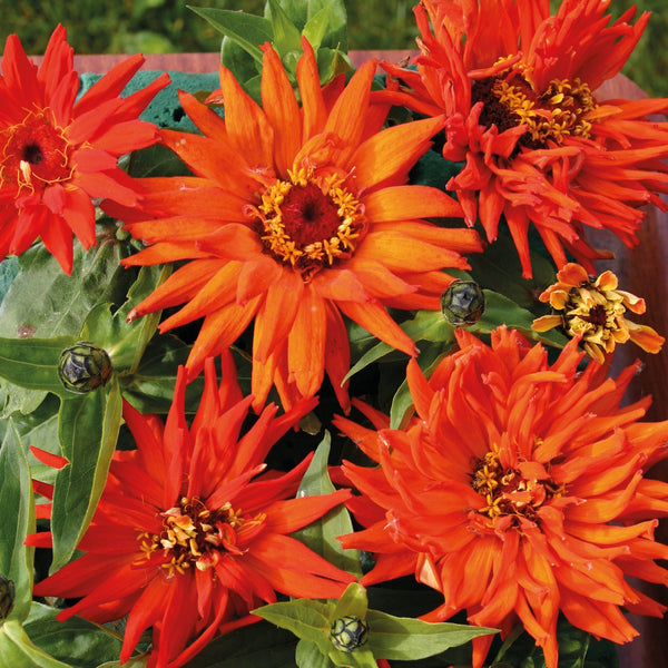 Zinnia Inca Soil & Seeds - Odling för alla!