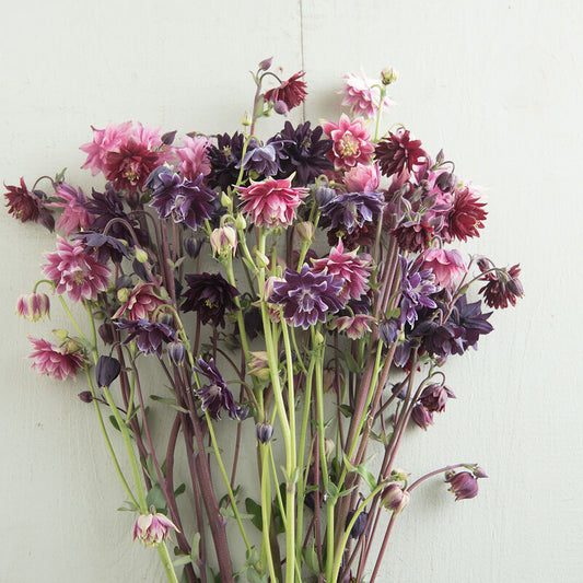 Akleja ´Barlow Mix´