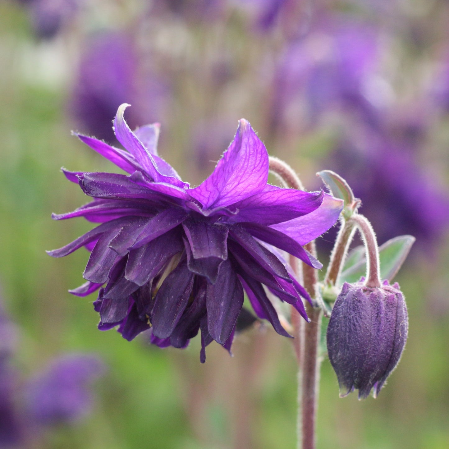 Akleja ´Blue Barlow´