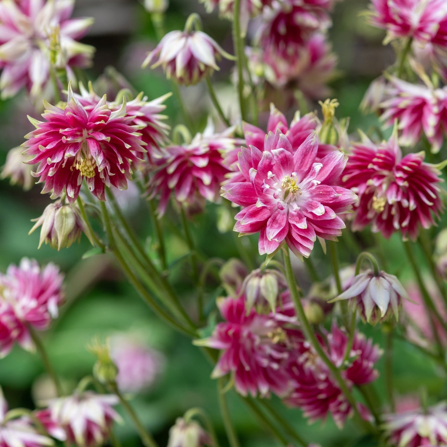 Akleja ´Nora Barlow´