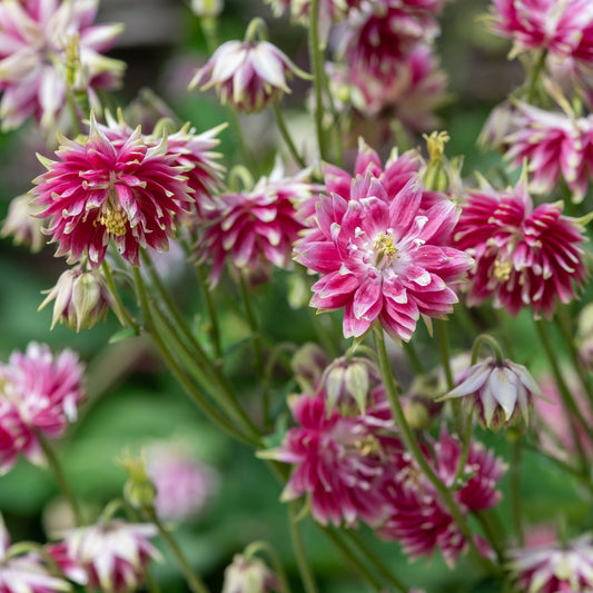 Akleja ´Nora Barlow´