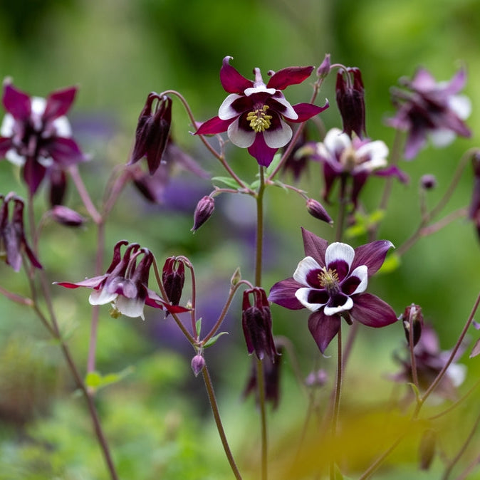 Akleja ´William Guinness´