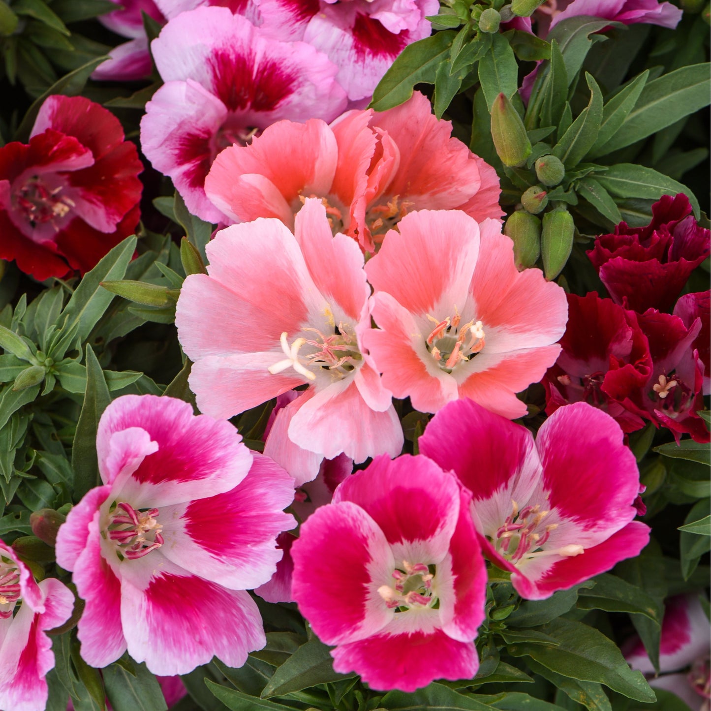 Atlasblomma ´Fruit Punch Mix´